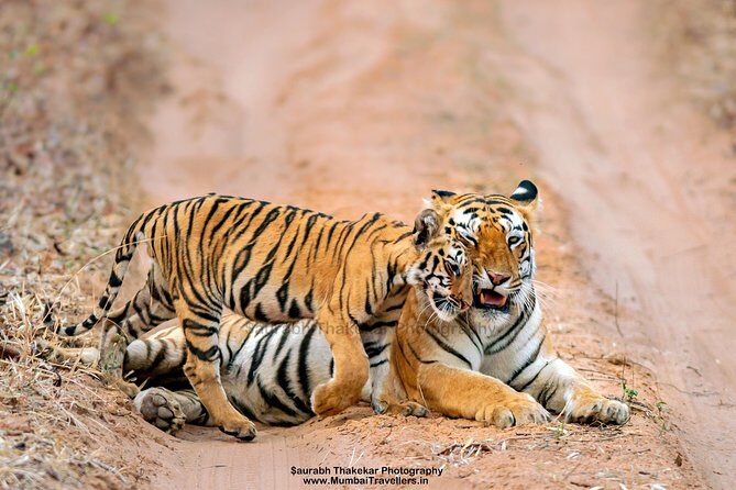 Two Night Tiger Safari Experience at Tadoba National Park &Transfers From Nagpur - Key things I’d focus on before booking