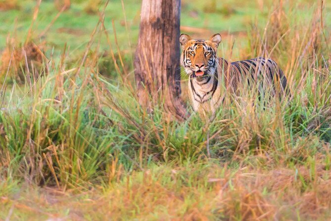 Two Night Tiger Safari Experience at Tadoba National Park &Transfers From Nagpur - Tadoba Andhari Tiger Reserve: why three safari drives matter