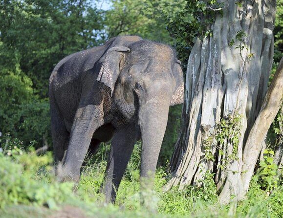 Udawalawa National Park Day Tour - Key things to know before you go