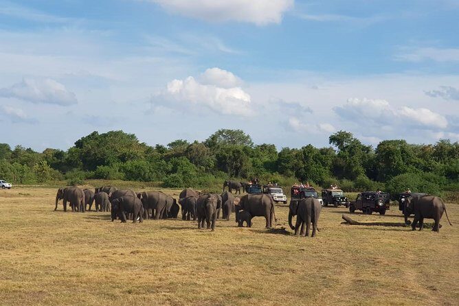 Udawalawa National Park Day Tour - The 8-hour reality check from Kalutara (and why early matters)