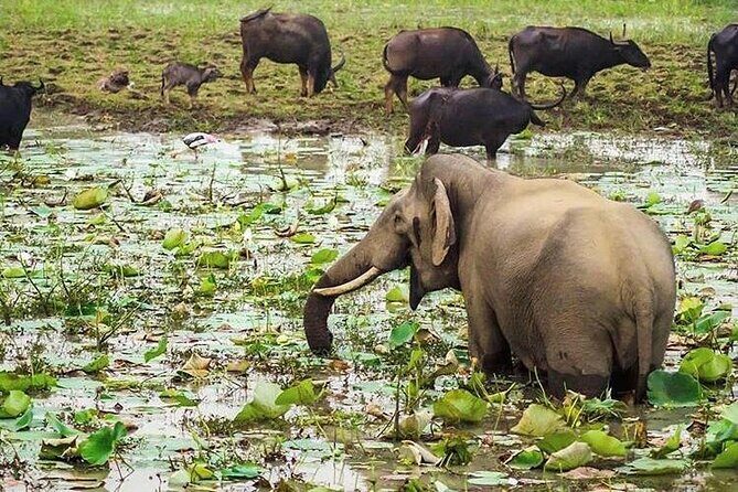 Udawalawa National Park Day Tour - Private jeep safari: how to make your time count