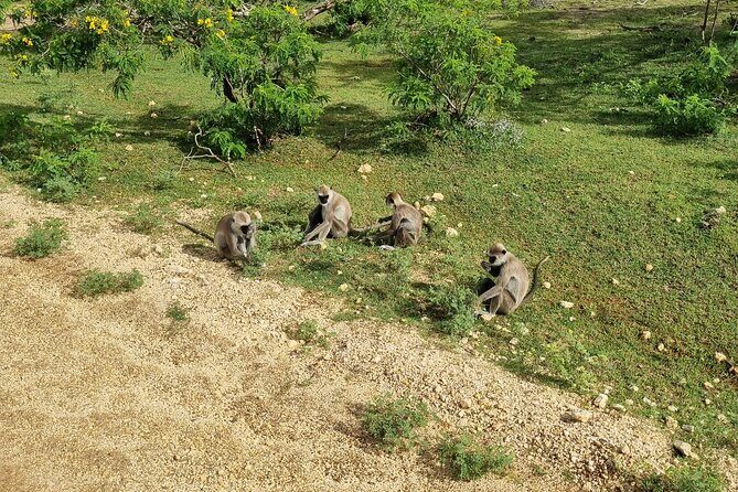 Udawalawa National Park Day Tour - Elephant Transit Home: the milk-feeding stop you’ll remember