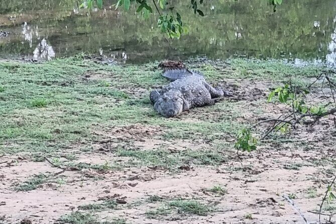 Udawalawa National Park Day Tour - Should you book Udawalawe Safari Day Tour with Asya Tours Kalutara?