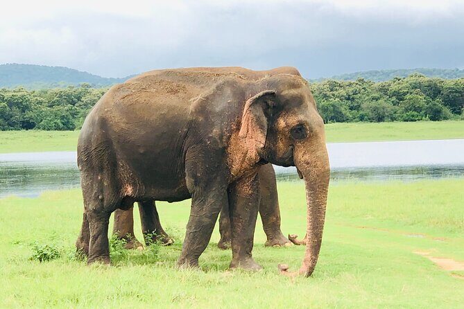 Udawalawa National Park Safari Day Tour - Timing tips for a smooth safari day in Sri Lanka