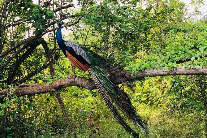 Udawalawa National Park Safari Day Tour - Who should book this Udawalawa safari day tour