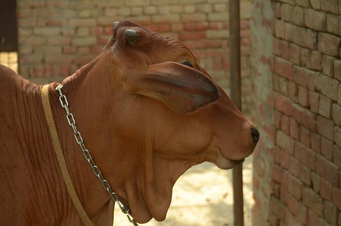Village Snapshot - Pure and simple - Guides and Translation: Why This Tour Feels Personal