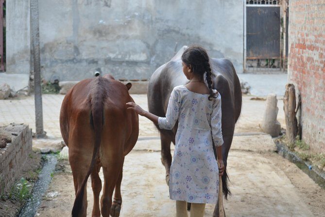 Village Snapshot - Pure and simple - Stop 1: Sonipat Village Time (Fields, River Swim, and Milking Buffaloes)