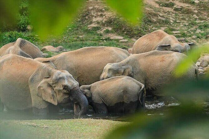Wild Elephant Anakulam & Waterfalls Tour(munnar valley Trekking) - Key Points Before You Go