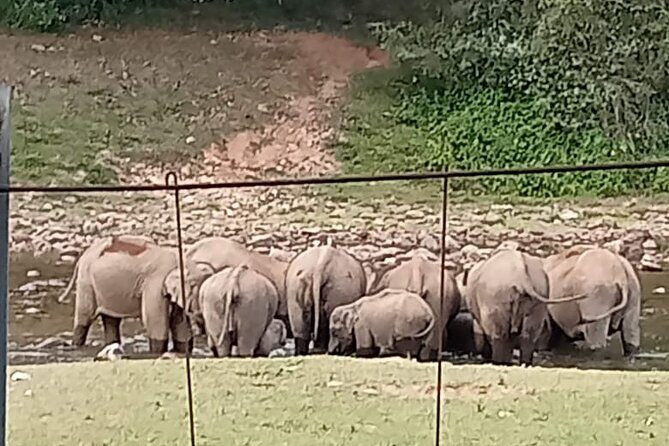 Wild Elephant Anakulam & Waterfalls Tour(munnar valley Trekking) - Entering Wild Elephant Territory in Anakulam
