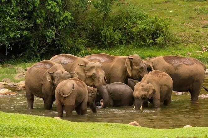 Wild Life Anakulam Jeep Safari - Key highlights you’ll actually feel on the day