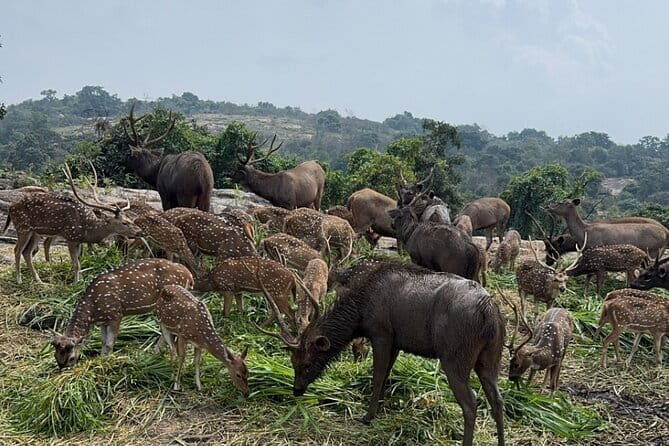 Wild Life Jeep Safari Tour at Bannerghatta with Private Transfer - The Animal Encounters: Up Close, But Still Sensible