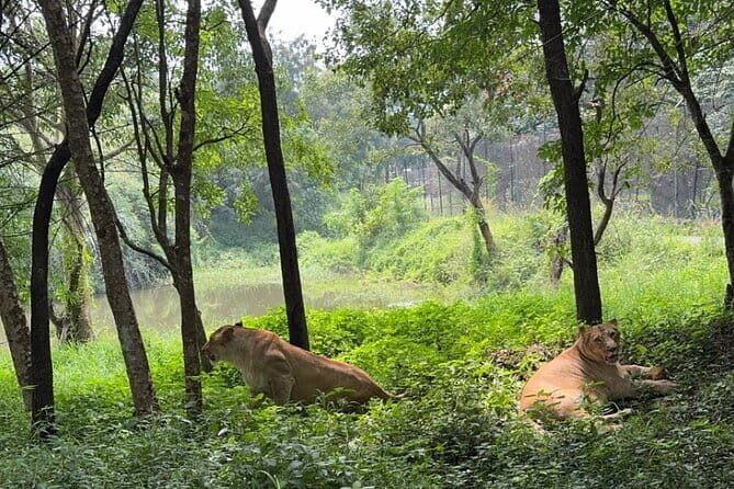 Wild Life Jeep Safari Tour at Bannerghatta with Private Transfer - How Long Will It Take From Bangalore?