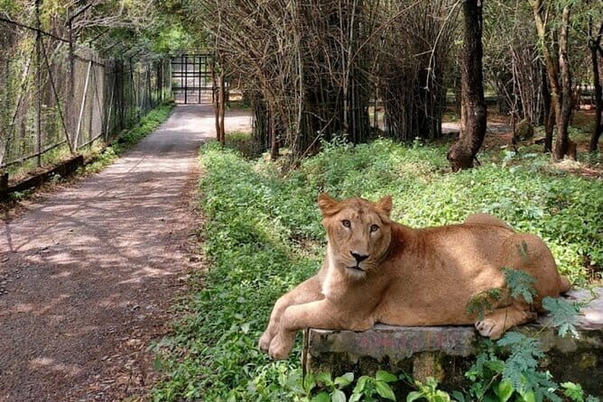 Wild Life Jeep Safari Tour at Bannerghatta with Private Transfer - Bannerghatta Biological Park: How the Safari Ride Works