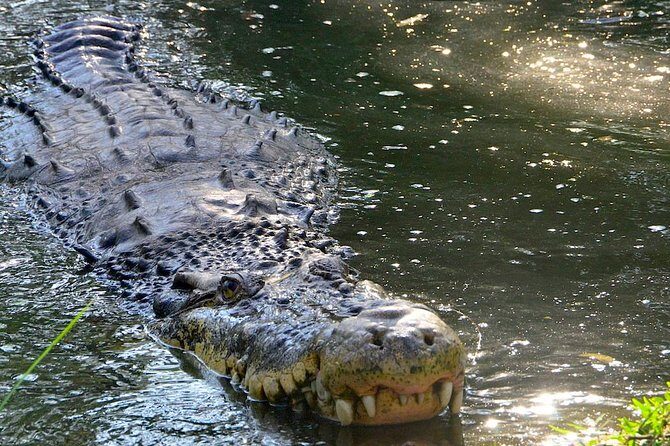 Wild life tour in Chennai with guide and private car - Price and logistics: what $125 buys you (and what it doesn’t)