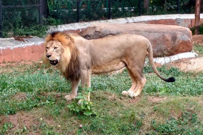 Wild life tour in Chennai with guide and private car - Chennai Snake Park: 45 minutes with real reptiles and clear explanations