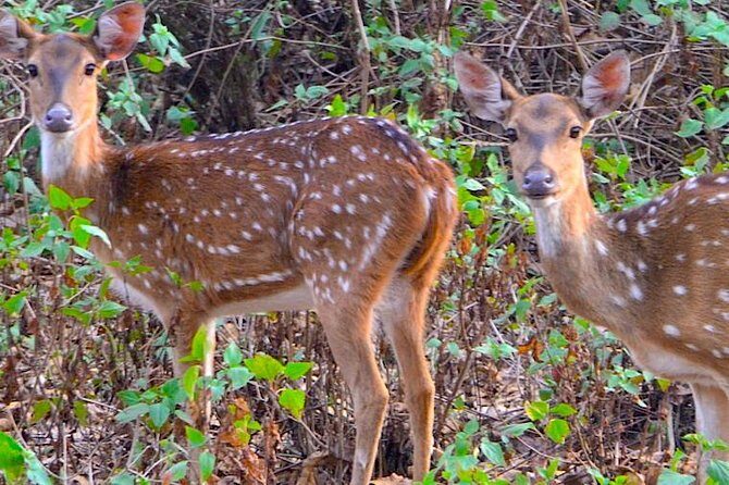Wild life tour in Chennai with guide and private car - Arignar Anna Zoological Gardens: India’s first public zoo on 600 acres
