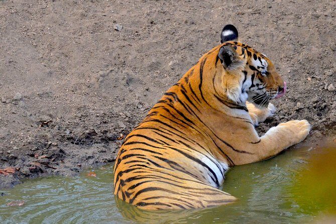 Wild life tour in Chennai with guide and private car - Morning start at 8:00, and how the guide keeps the day smooth