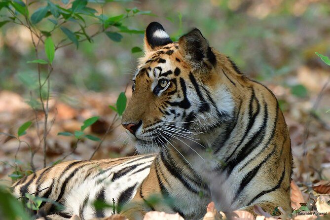Wildlife of Central India - Central India Tiger Time: Why This Route Gets Results