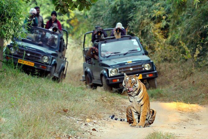 Wildlife of Central India - Starting in Delhi: The Easy Beginning You Want