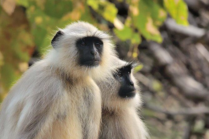 Wildlife of Central India - Bandhavgarh: The Tiger Reserve Opening Act