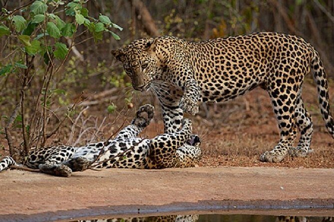Yala Safari Private Day Tour Kaluthara/Beruwala/Bentota/Kosgoda/Ahungalla - Key highlights for your Yala wildlife day