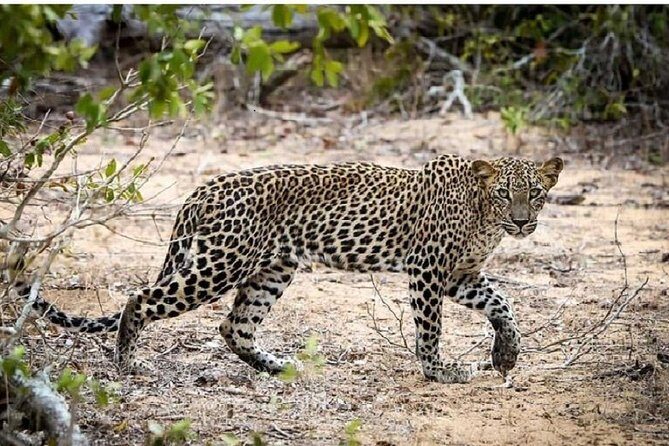 Yala Safari Private Day Tour Kaluthara/Beruwala/Bentota/Kosgoda/Ahungalla - What you’re really paying for: the value behind $220