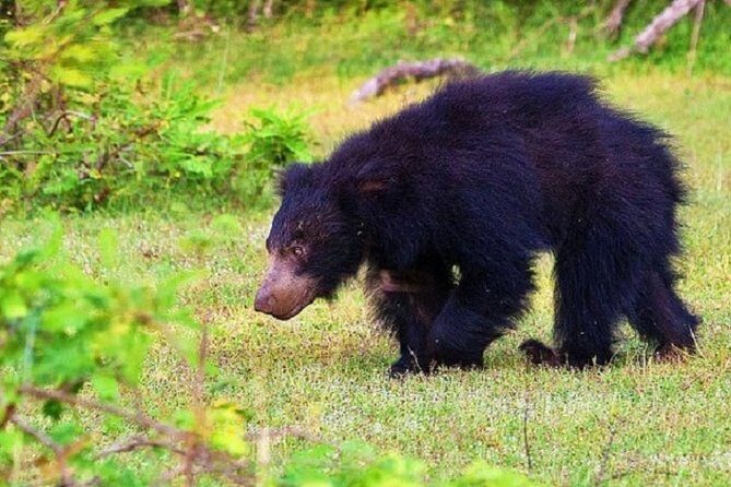 Yala Safari Private Day Tour Kaluthara/Beruwala/Bentota/Kosgoda/Ahungalla - The half-day Yala safari: how the 4WD driver-tracker changes the game