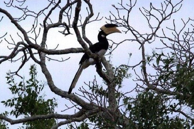 Yala Safari Private Day Tour Kaluthara/Beruwala/Bentota/Kosgoda/Ahungalla - Stop 1: Yala National Park, and what your time inside actually looks like