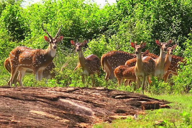 Yala Safari Private Day Tour Kaluthara/Beruwala/Bentota/Kosgoda/Ahungalla - A possible extra stop: tea factory time if you ask