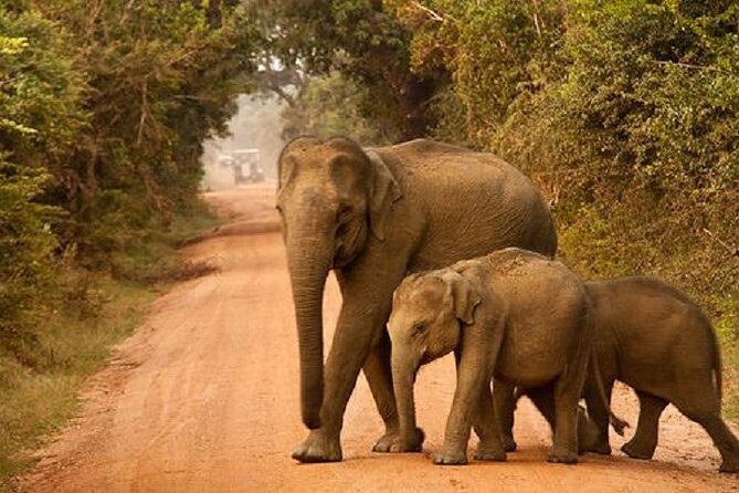 Yala Safari Private Day Tour Kaluthara/Beruwala/Bentota/Kosgoda/Ahungalla - The guide side: why Dimtours Srilanka’s approach matters