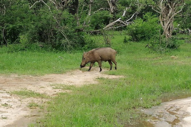 Yala Safari Private Day Tour Kaluthara/Beruwala/Bentota/Kosgoda/Ahungalla - Door-to-door pickup in the Kalutara/Bentota belt